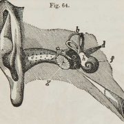 Oído interno
